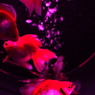 Ａｒｔ　aquarium