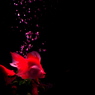 Art aquarium