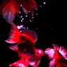 Art aquarium