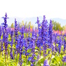 富良野の秋花