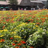 富良野の花畑