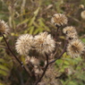 枯れ草