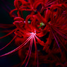 深紅に染まる･･･。