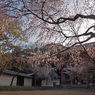 醍醐寺・・