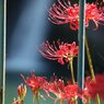 彼岸花