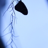 Silhouette