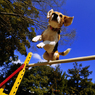 Jumping