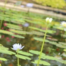 花鳥園で