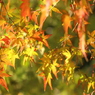 きらきら・・・・・