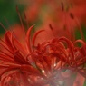 巾着田の曼珠沙華