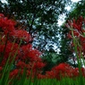 巾着田の曼珠沙華