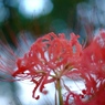 巾着田の曼珠沙華