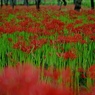 巾着田の曼珠沙華