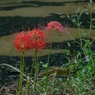 巾着田の曼珠沙華