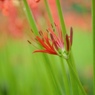 巾着田の曼珠沙華