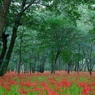 巾着田の曼珠沙華