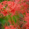 巾着田の曼珠沙華