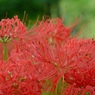 巾着田の曼珠沙華