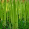 巾着田の曼珠沙華