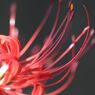 赤い彼岸花7