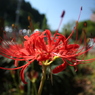 赤い彼岸花15