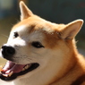 ぴかぴかの笑顔