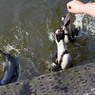 ペンギンのごはん