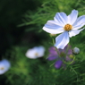 白い三連花