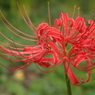 伸