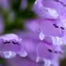 花虎の尾3