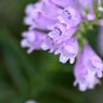 花虎の尾6