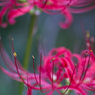 曼珠沙華