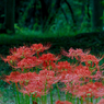 天界の花　Ⅱ
