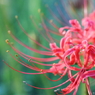 Red of the early fall