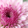 お仏壇の花＾＾