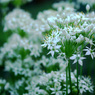 ニラの花1