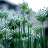 ニラの花2