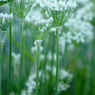 ニラの花3
