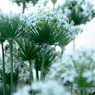 ニラの花4