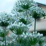 ニラの花5
