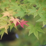 秋のはじまり