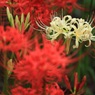 紅白