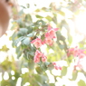 花鳥園お花