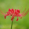 彼岸花・一花