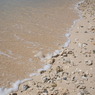 珊瑚の浜辺