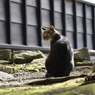 熊本城Cat