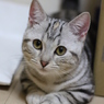 すまし顔