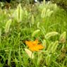 「紅一点」もどき