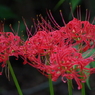 曼珠沙華