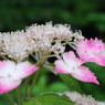 はじめて見る紫陽花